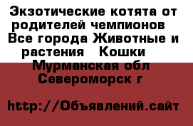  Экзотические котята от родителей чемпионов - Все города Животные и растения » Кошки   . Мурманская обл.,Североморск г.